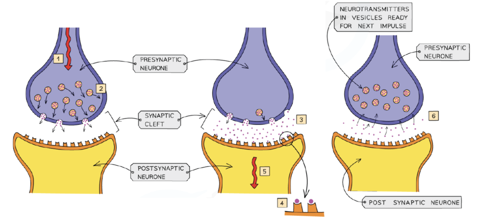 The Stages of Transmission of Information at a Synapse